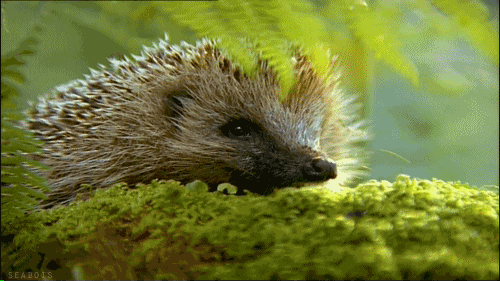 animated video of a hedgehog snuffling in long grass