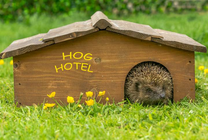 a hedgehog pokes his head out of a small wooden hog house