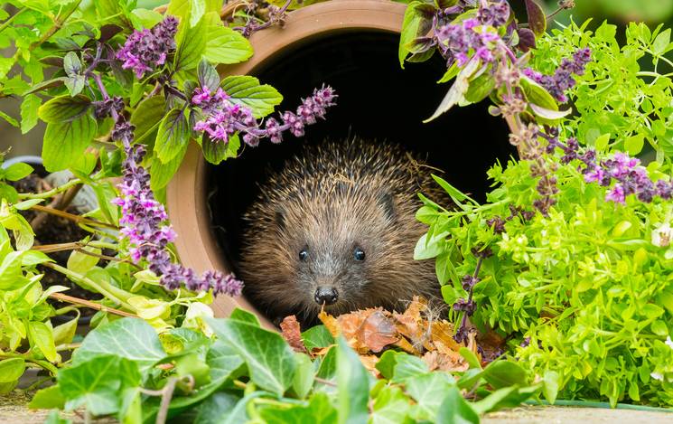 A hedgehog makes its home in an old plant pot
