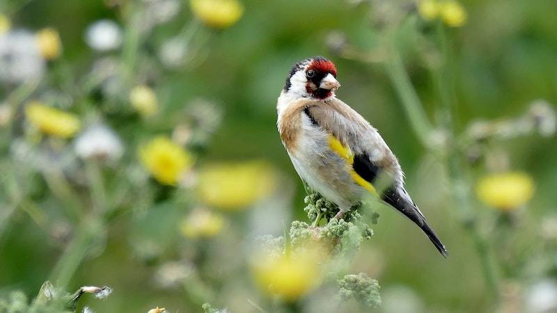 goldfinch on a feeder