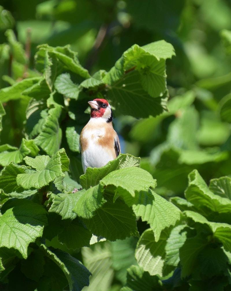 goldfinch close up
