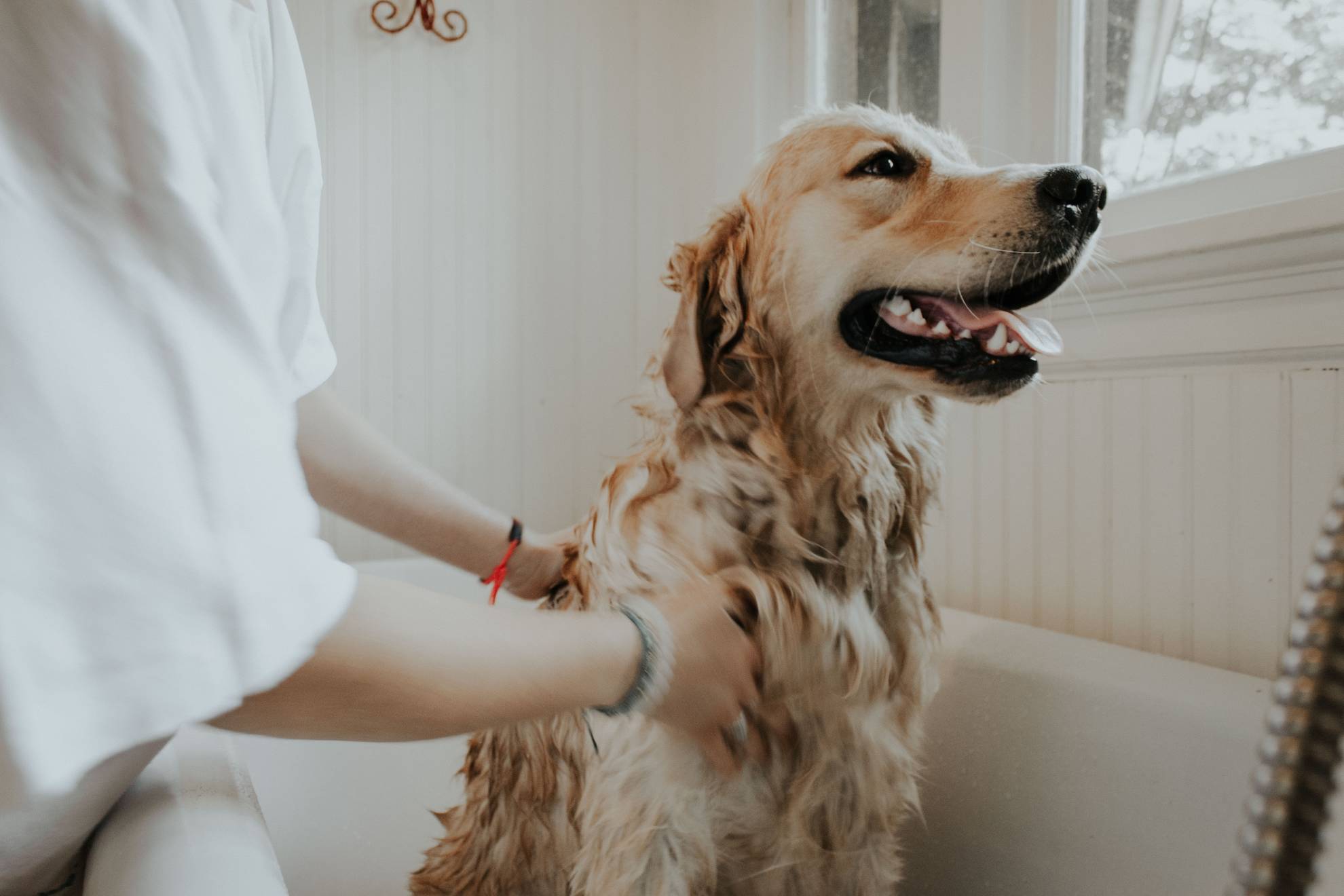 golden retriever dog being washed in a bathtub