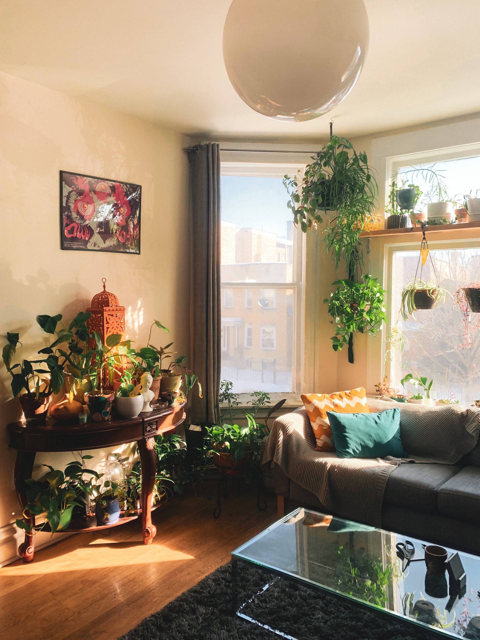 house plants in a sunny lounge with large open window