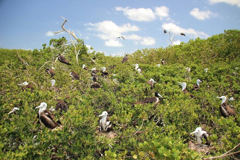 A flock of frigatebirds nest amongst mangrove trees