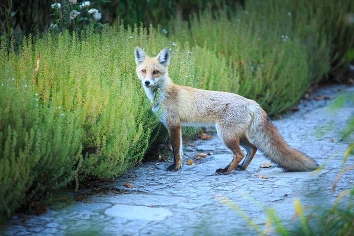 fox in garden 