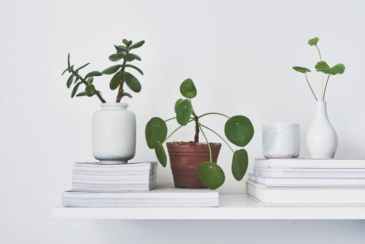 how to save houseplant