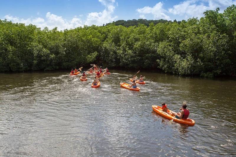 Kayaking through mangroves at Antigua