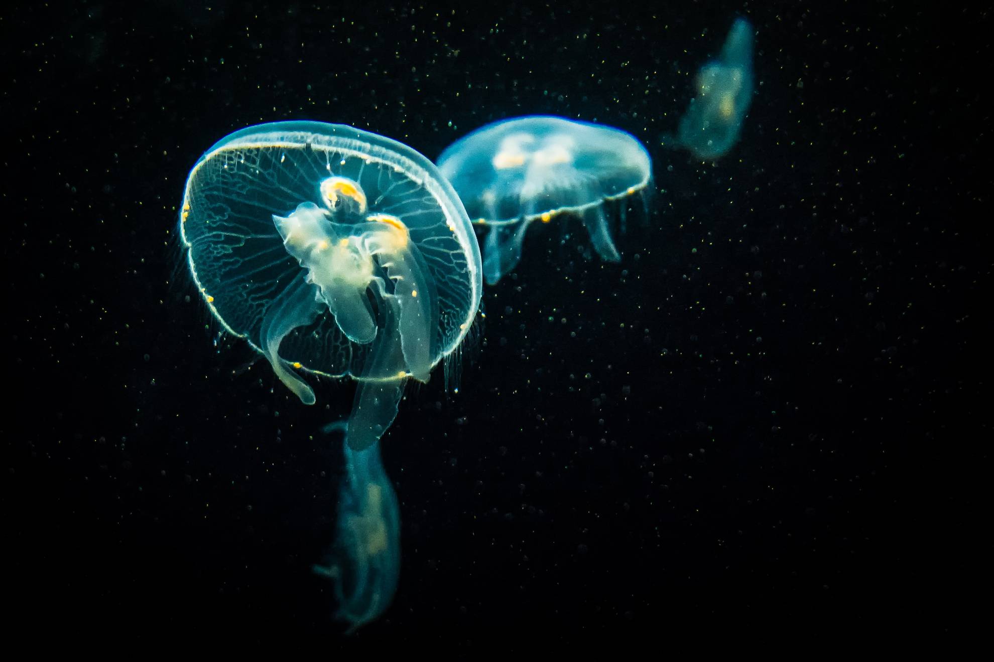 how do jellyfish navigate