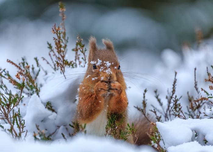 an endangered red squirrel in British snow