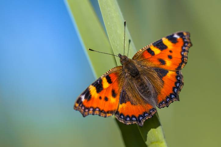 a small tortoiseshell butterfly rests on a leaf