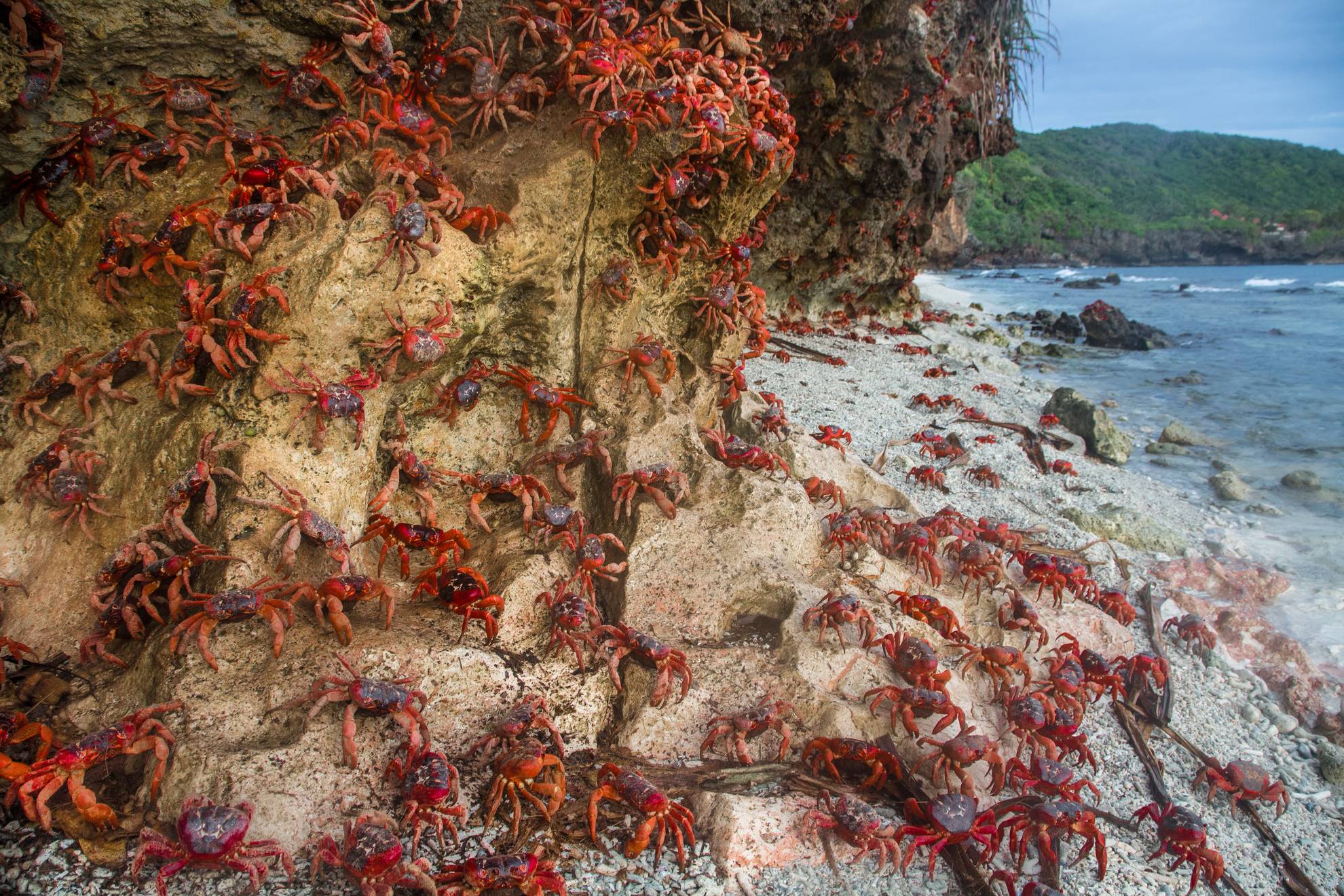 red crabs nature amazing