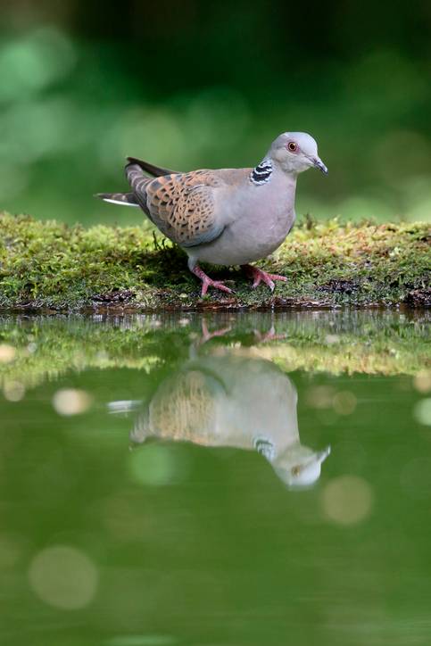 A turtle dove rests by the water