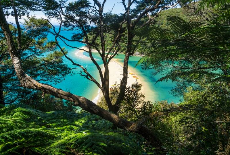 View of a tree and beach at Abel Tasman National Park