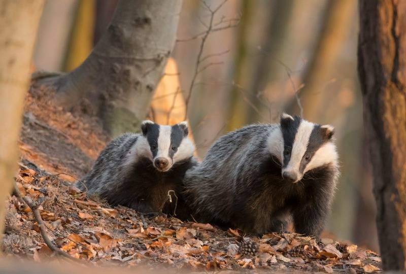 Two badgers sit side by side on autumn forest floor