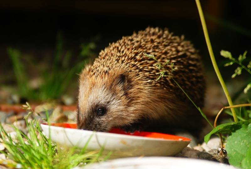 Hedgehog eating food out of cat saucer in garden