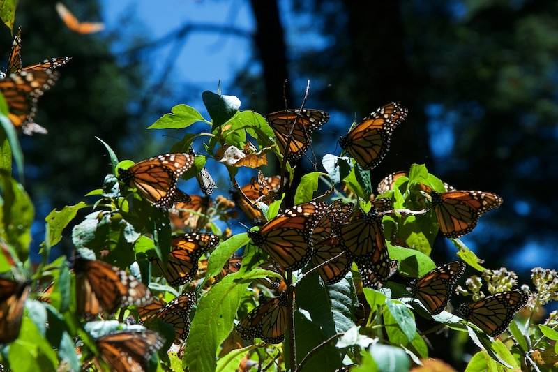 Monarch butterflies rest on leaves in sunny forest