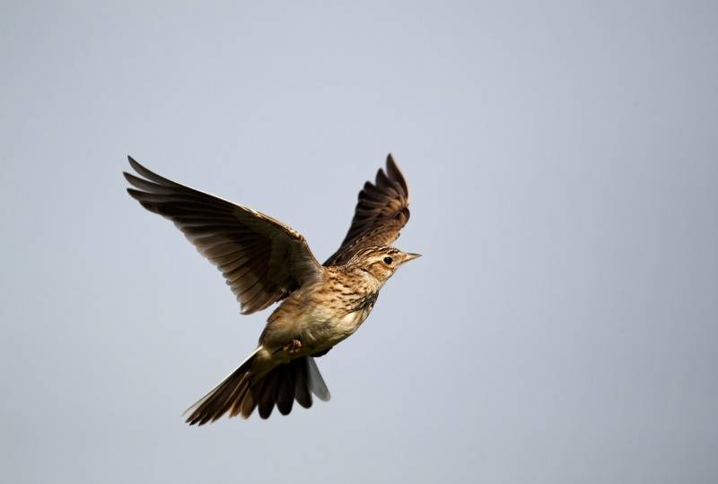 Skylark bird taking flight in grey sky