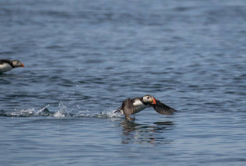 Puffin takes off from sea in Scotland