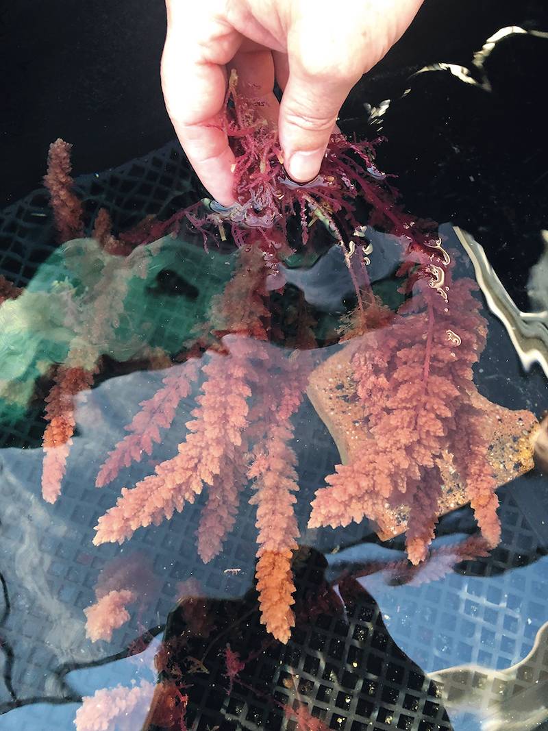 Red seaweed growing in tank copright CSIRO