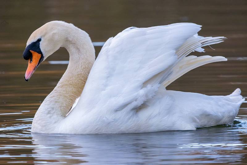 A swan spreading its wings