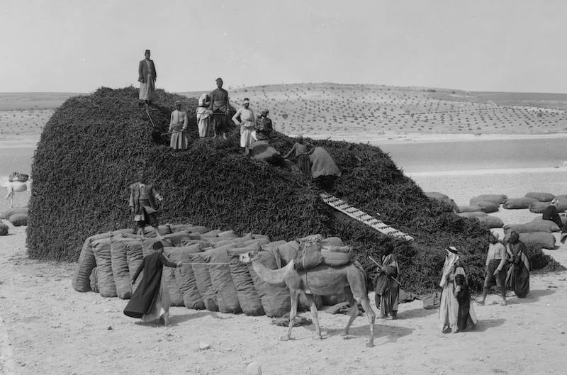 Piling liquorice root at Aleppo, Syria circa 1900-20