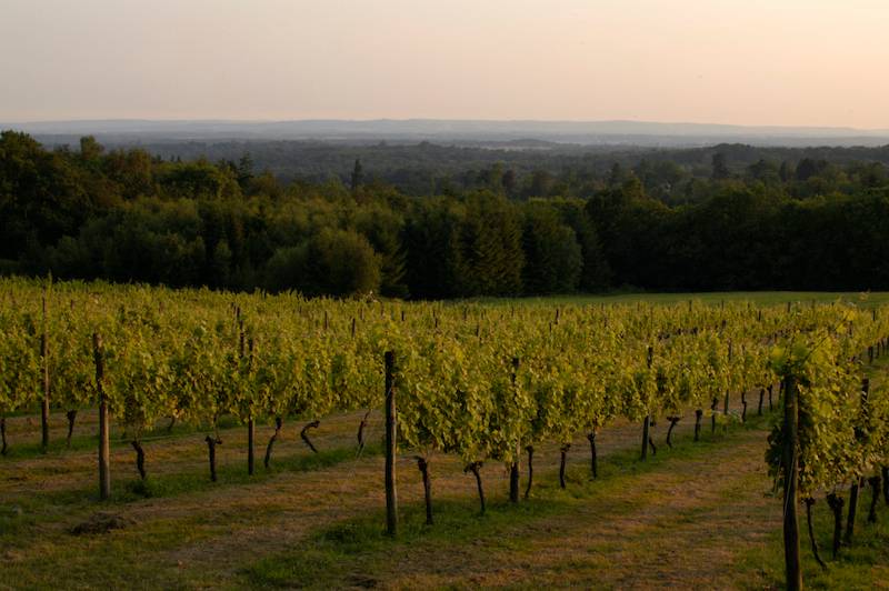Vineyard in Sussex