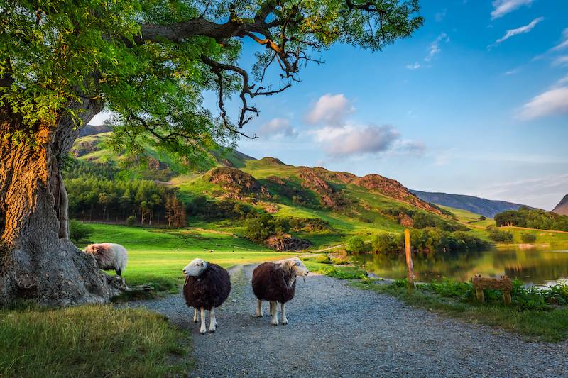 sheep in cumbria