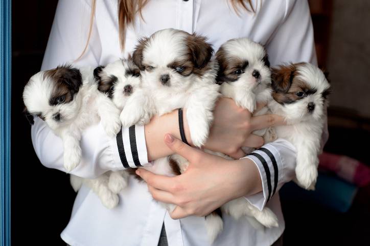 breeder holding puppies