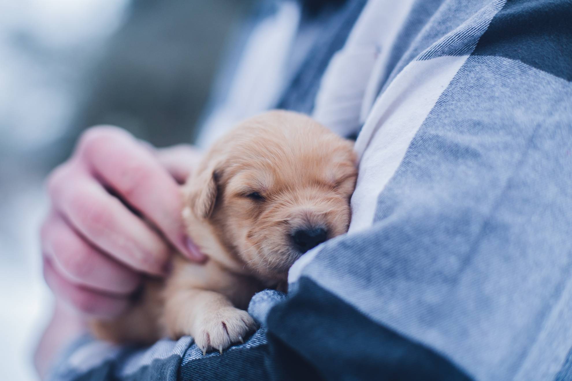 holding puppy in arms