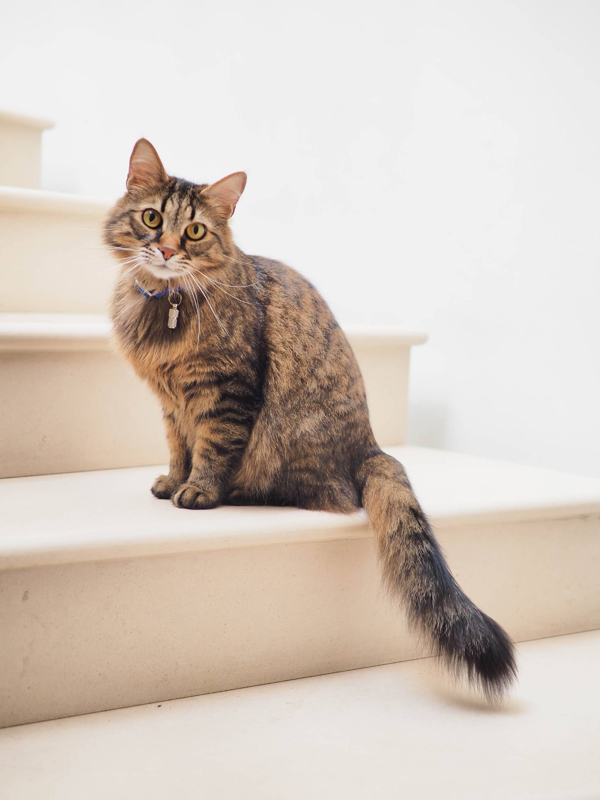 tabby cat sat on the stairs