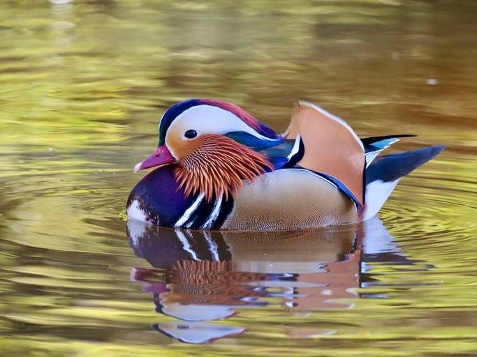 mandarin duck gently floating on the river