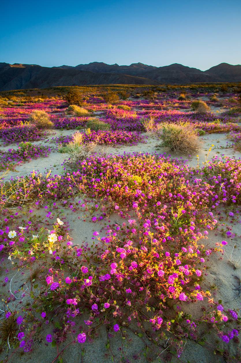 Anza-Borrego Desert State Park in bloom