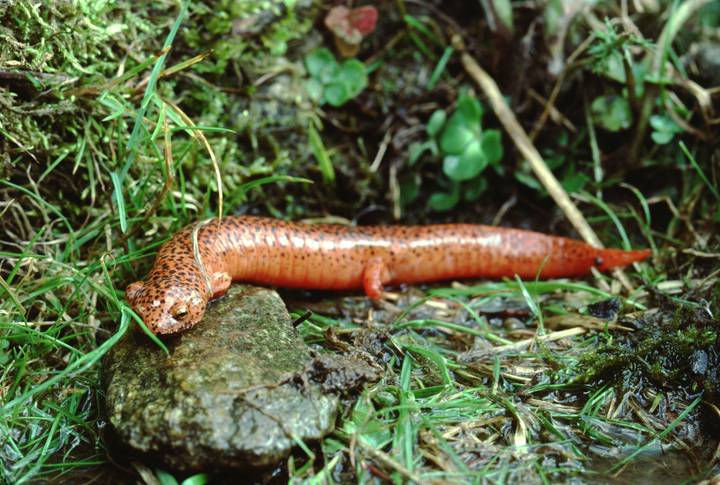Black-Chinned Red Salamander 