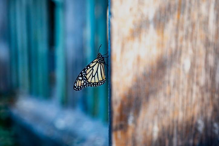 Natural Bridges State Beach monarch butterfly