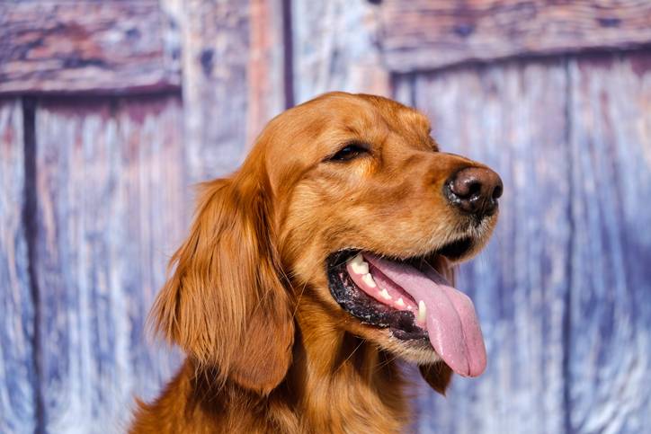 A red setter with tongue hanging out