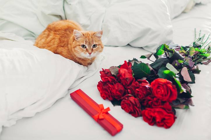 keep your cat safe over valentine's