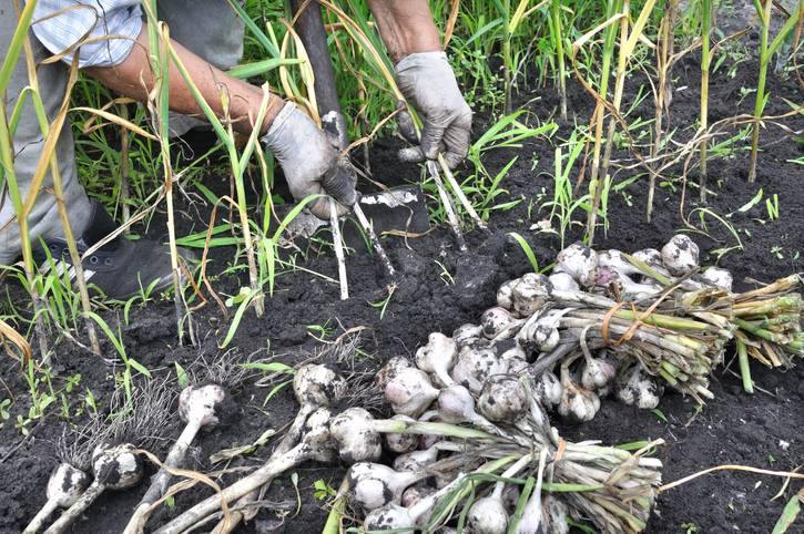 how to harvest garlic