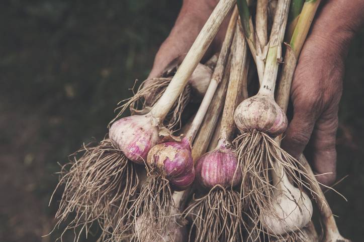 a grower holds his garlic crop