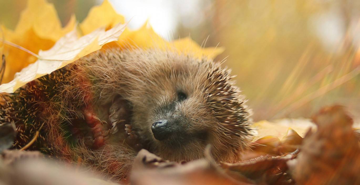 Help Britain S Hibernating Animals This Winter Reader S Digest
