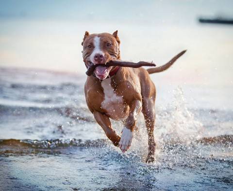 Courageous canines: Dogs that went the extra mile
