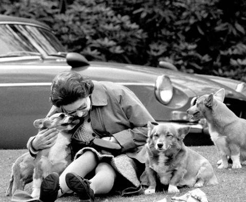 Loyal royals: Pampered pooches throughout regal history