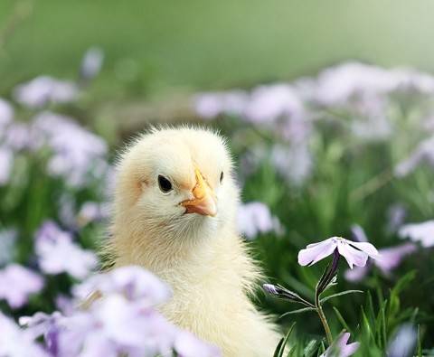 10 Baby animals who are excited for Easter