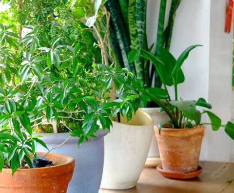 Indoor gardening: Choosing plants
