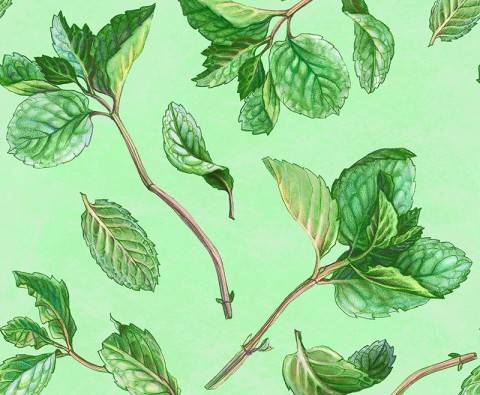 Know your herbs: Mint