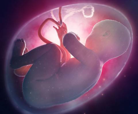 7 Things you didn’t know about the placenta