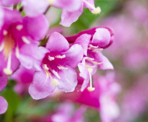 These shrubs will keep your garden gorgeous all year round