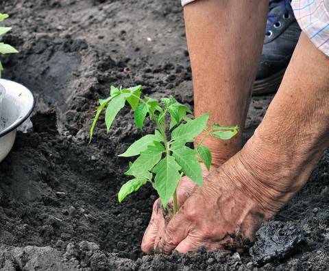 Companion planting: nature needs nurture