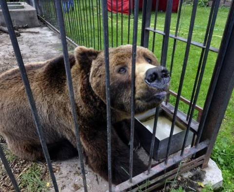 Carsten Hertwig's life's work saving bears
