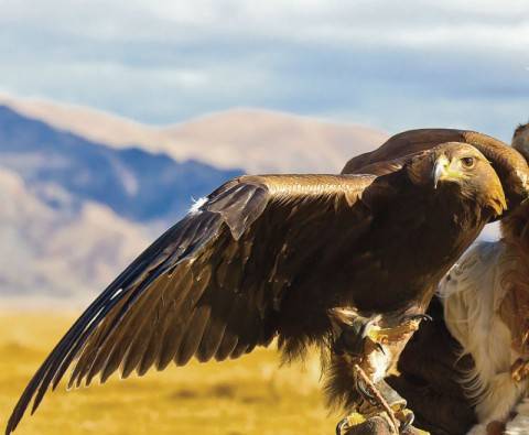 Real life: Hunting with eagles