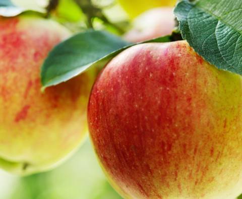Does an Apple a Day Really Keep The Doctor Away?